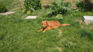 Photo de galerie - Bilan comportemental 