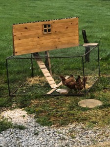 Photo de galerie - Mon poulailler presque fini 