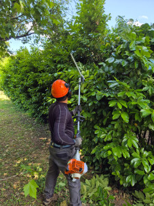 Photo de galerie - Taille de haies et d'arbustes