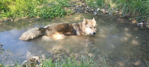 Photo de galerie - Garde chien