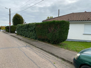 Photo de galerie - Taillage de haie 