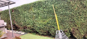 Photo de galerie - Taillage de haie avec évacuation