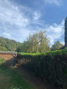 Photo de galerie - Taille propre des lauriers des côtés et dessus