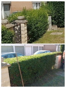 Photo de galerie - Une haie envahissante ? faire appel a AdnPro ! 0650523428