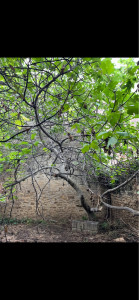 Photo de galerie - Elagage et coupe d'arbres