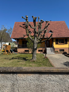 Photo de galerie - Elagage et coupe d'arbres