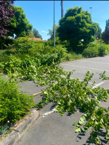 Photo de galerie - Taille de haies et d'arbustes