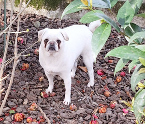 Photo de galerie - Garde chien