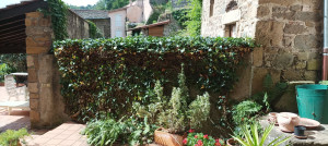 Photo de galerie - Taille de haie vigne + lierre