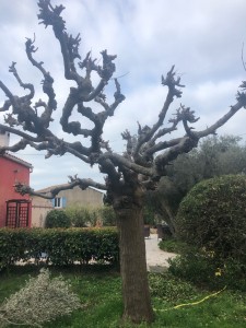 Photo de galerie - Elagage d’un mûrier platanes 