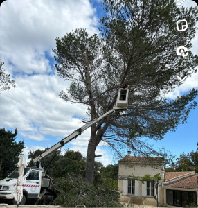 Photo de galerie - Abattage d’un pin avec nacelle