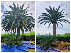 Photo de galerie - Elagage et coupe d'arbres