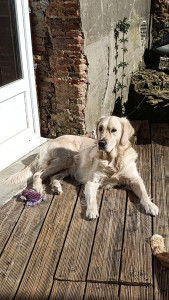 Photo de galerie - Garde d'une golden retriever 