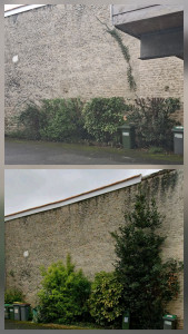 Photo de galerie - Taille de haie