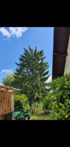 Photo de galerie - Elagage et coupe d'arbres