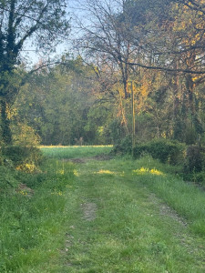 Photo de galerie - Elagage et coupe d'arbres