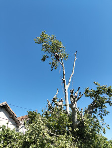 Photo de galerie - Elagage et coupe d'arbres