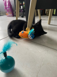 Photo de galerie - Garde chat 