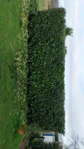 Photo de galerie - Taille de haies et d'arbustes