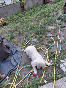 Photo de galerie - Barry en garde deux semaines, un chiot plein d'énergie !