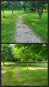 Photo de galerie - Debrousaillage autour d’arbres