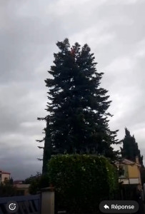 Photo de galerie - Étêtage