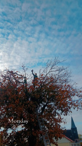 Photo de galerie - Elagage et coupe d'arbres