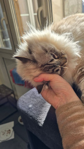 Photo de galerie - Miaou