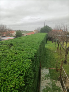 Photo de galerie - Taille de haie 4m