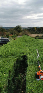 Photo de galerie - Taille de haie avant 