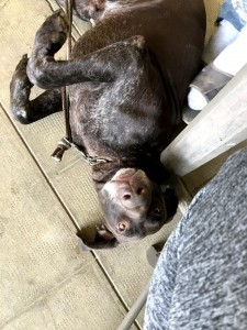 Photo de galerie - Garde chien