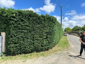 Photo de galerie - Taille de haie en cyprès 