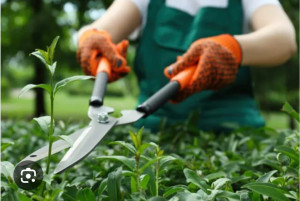 Photo de galerie - Nettoyage d'herbe et débarrassage 