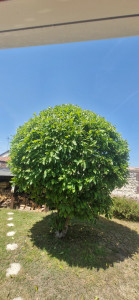 Photo de galerie - Taille d un magnolia 