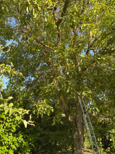 Photo de galerie - Elagage et coupe d'arbres