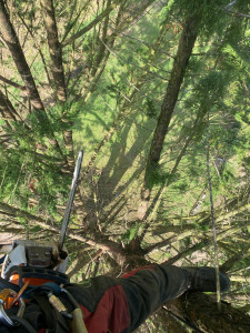 Photo de galerie - Taille d'éclaircissage d'un grand cyprès de leyland 