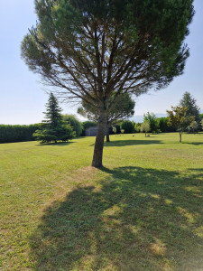 Photo de galerie - Tonte de pelouse 