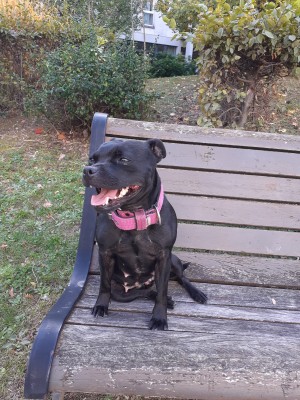 Photo de galerie - Garde chien