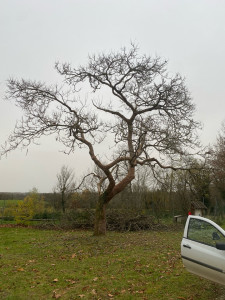 Photo de galerie - Elagage et coupe d'arbres