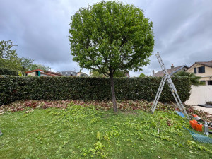 Photo de galerie - Taille d’un arbre en boule