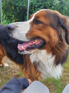 Photo de galerie - Garde chien