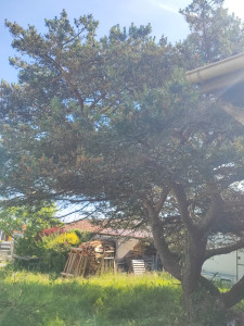 Photo de galerie - élagage dun pin parasol