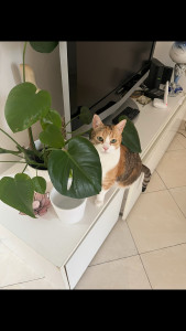 Photo de galerie - Garde chat