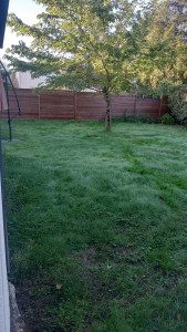 Photo de galerie - Tonte de pelouse - Débroussaillage