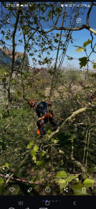 Photo de galerie - Taille d’un platane 