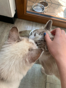 Photo de galerie - Visites 2x/j