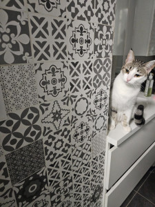 Photo de galerie - Voici Houssa très curieuse.  Pas craintive, ni sauvage, en une soirée elle avait déjà vu tous les coins de l'appartement et le jour même je l'ai porté, elle vient vers moi qd je l'appelle tout comme Django, Cody, Carla, Ice, mimi, Piroly....