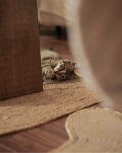 Photo de galerie - Photographe