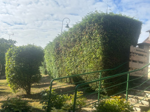 Photo de galerie - Taille de haie 