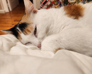 Photo de galerie - Minouche adorable petite chatte que j’ai eu plaisir à m’occuper. 